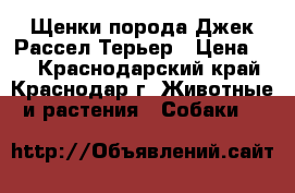 Щенки порода Джек Рассел Терьер › Цена ­ 1 - Краснодарский край, Краснодар г. Животные и растения » Собаки   